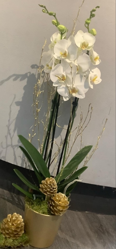 Christmas Orchid Plant