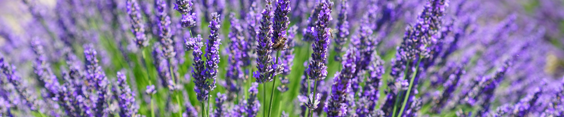 LAVENDER FLORIST LIMITED